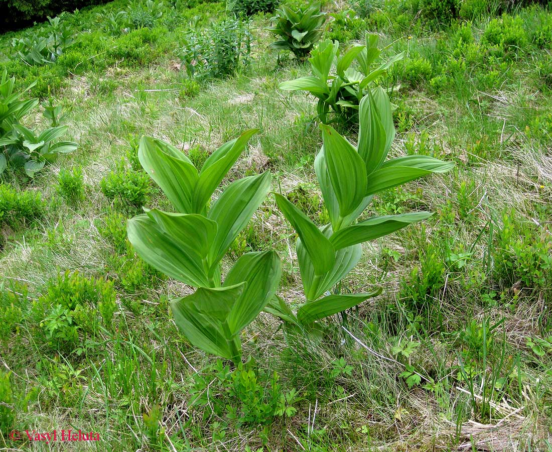 Изображение особи Veratrum album.