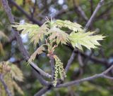 Quercus rubra