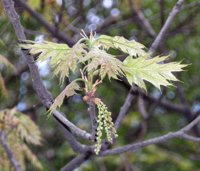 Image of Quercus rubra specimen.