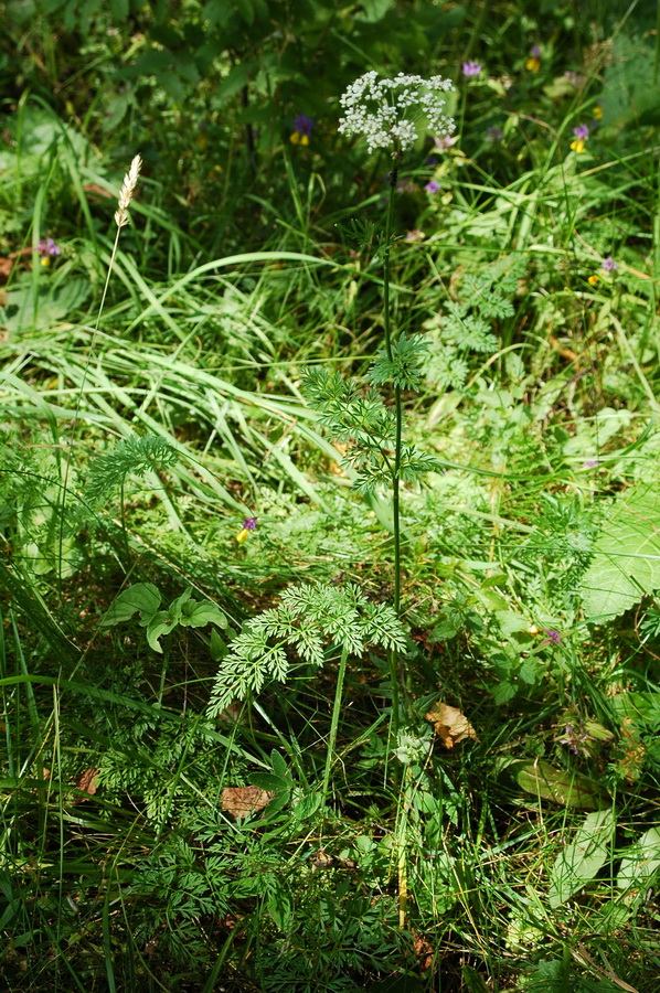 Изображение особи Selinum carvifolia.