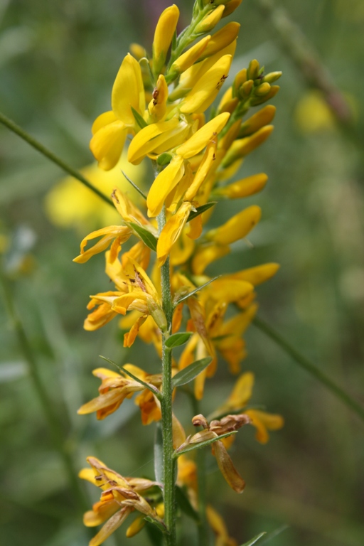 Изображение особи Genista patula.