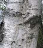 genus Betula. Часть ствола. Владивосток, Академгородок. 21 мая 2011 г.