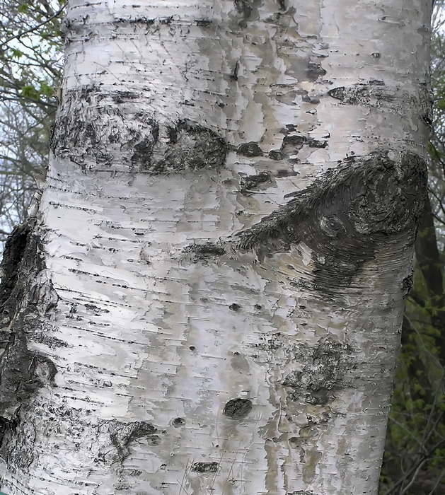 Изображение особи род Betula.