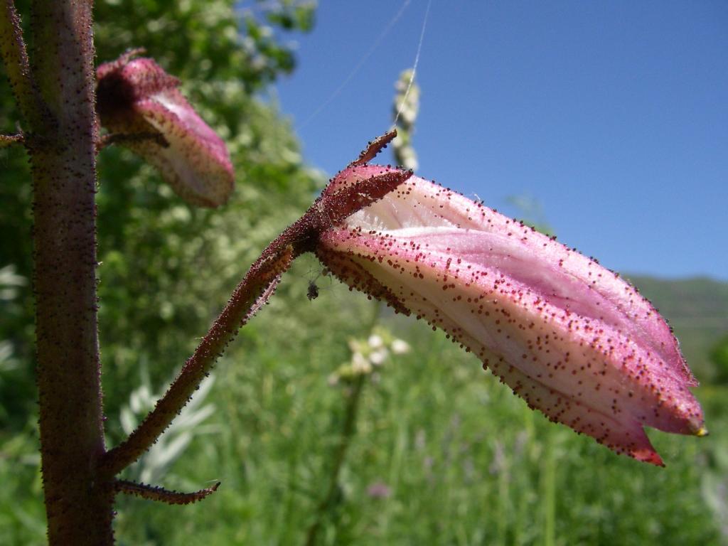 Изображение особи Dictamnus angustifolius.