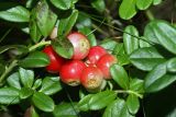 Vaccinium vitis-idaea