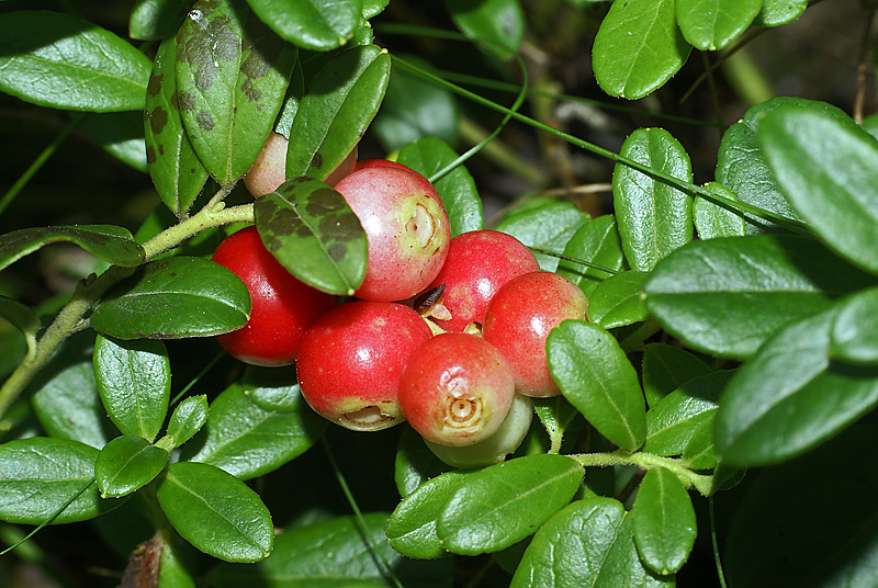 Image of Vaccinium vitis-idaea specimen.