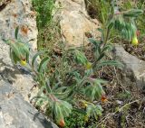 Onosma dichroantha. Цветущее растение. Казахстан, Кызылординская обл., Жанакорганский р-н, предгорья хр. Каратау у пос. Кайнарбулак. 28.04.2011.