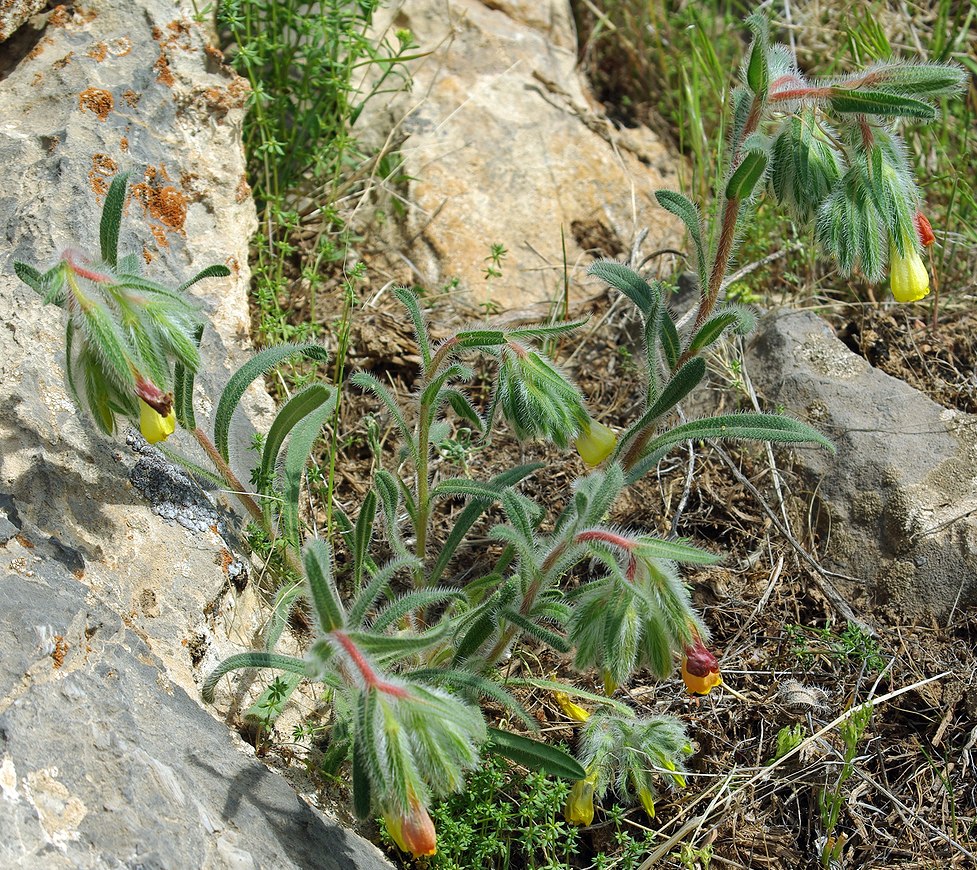 Image of Onosma dichroantha specimen.