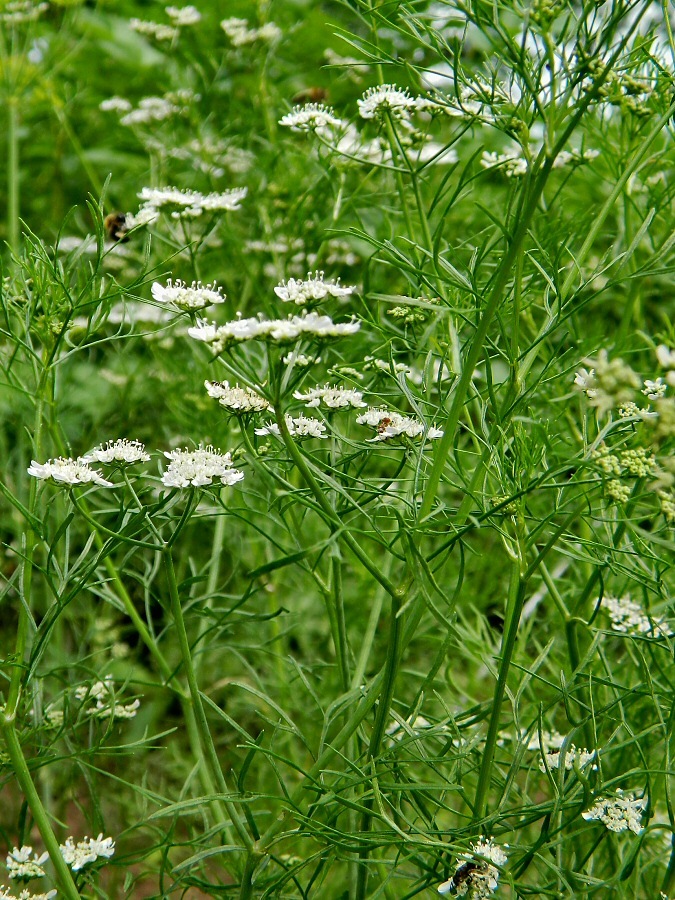 Image of Coriandrum sativum specimen.