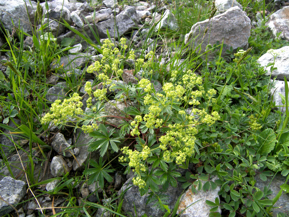 Image of Alchemilla chlorosericea specimen.