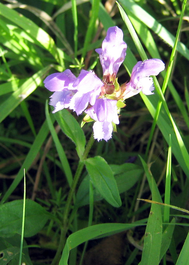 Изображение особи Prunella grandiflora.