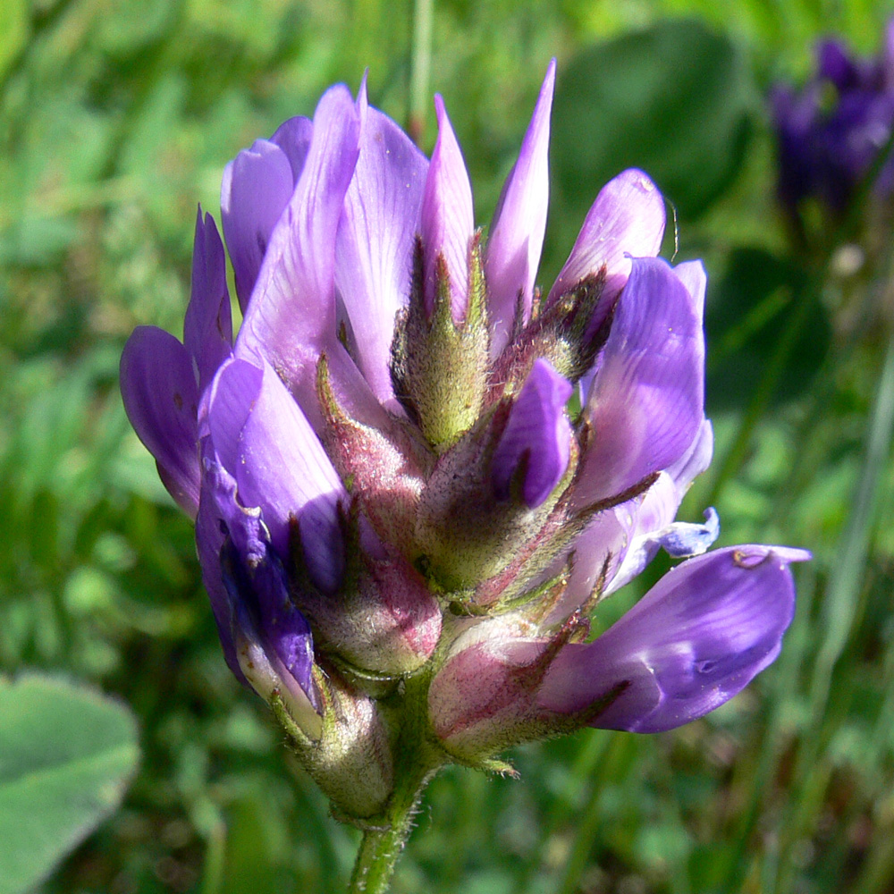 Изображение особи Astragalus agrestis.