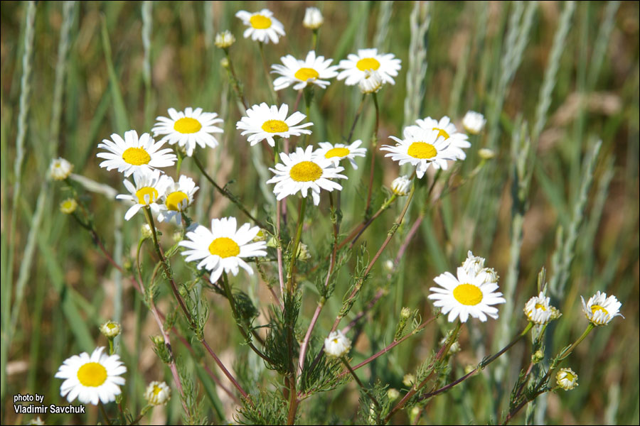 Изображение особи Tripleurospermum inodorum.