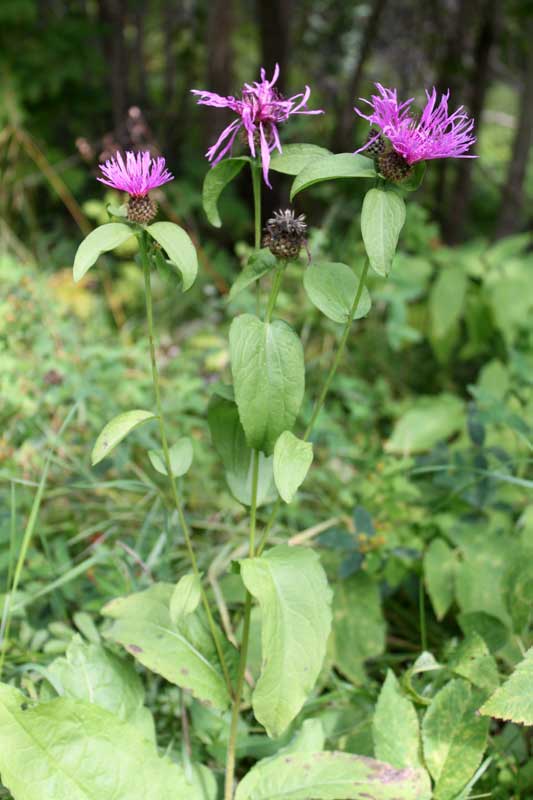 Изображение особи Centaurea phrygia.