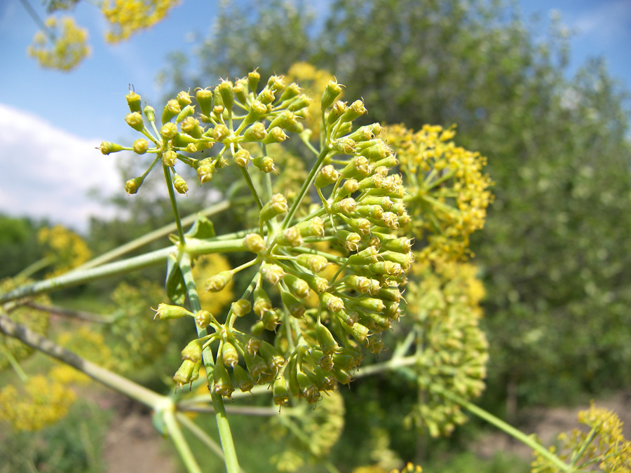 Изображение особи Ferula communis.