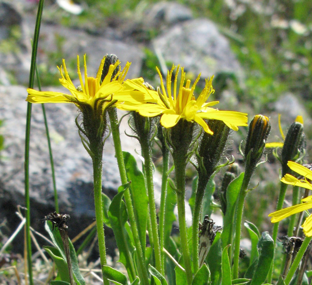 Изображение особи Crepis burejensis.