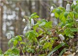 Anemone altaica. Цветущее растение. Красноярский край, Манский район. Начало мая 2011 г.