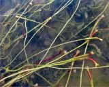 Vallisneria spiralis. Цветки. Астраханская обл., Камызякский р-н, р. Гандурино у переправы возле с. Образцово-Травино. 17.08.2011.