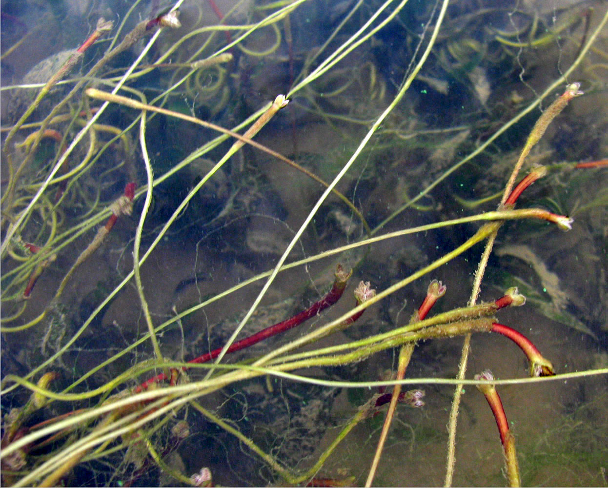 Image of Vallisneria spiralis specimen.