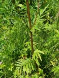 Valeriana officinalis