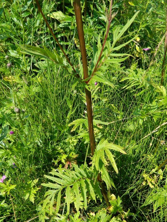 Image of Valeriana officinalis specimen.