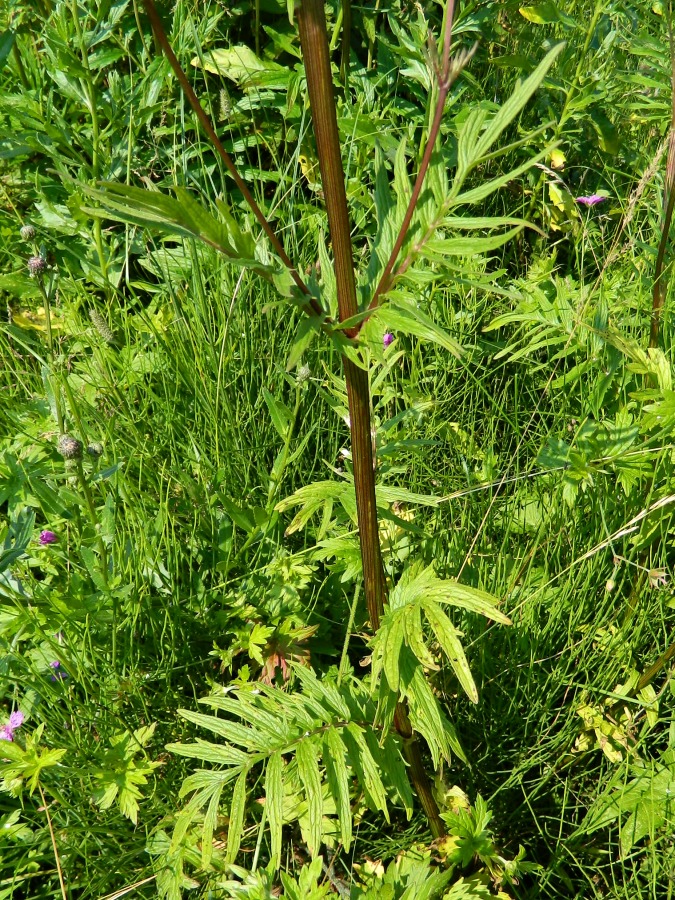 Изображение особи Valeriana officinalis.