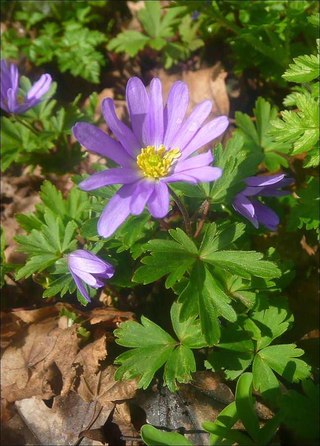 Изображение особи Anemone banketovii.