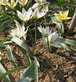 Tulipa biflora