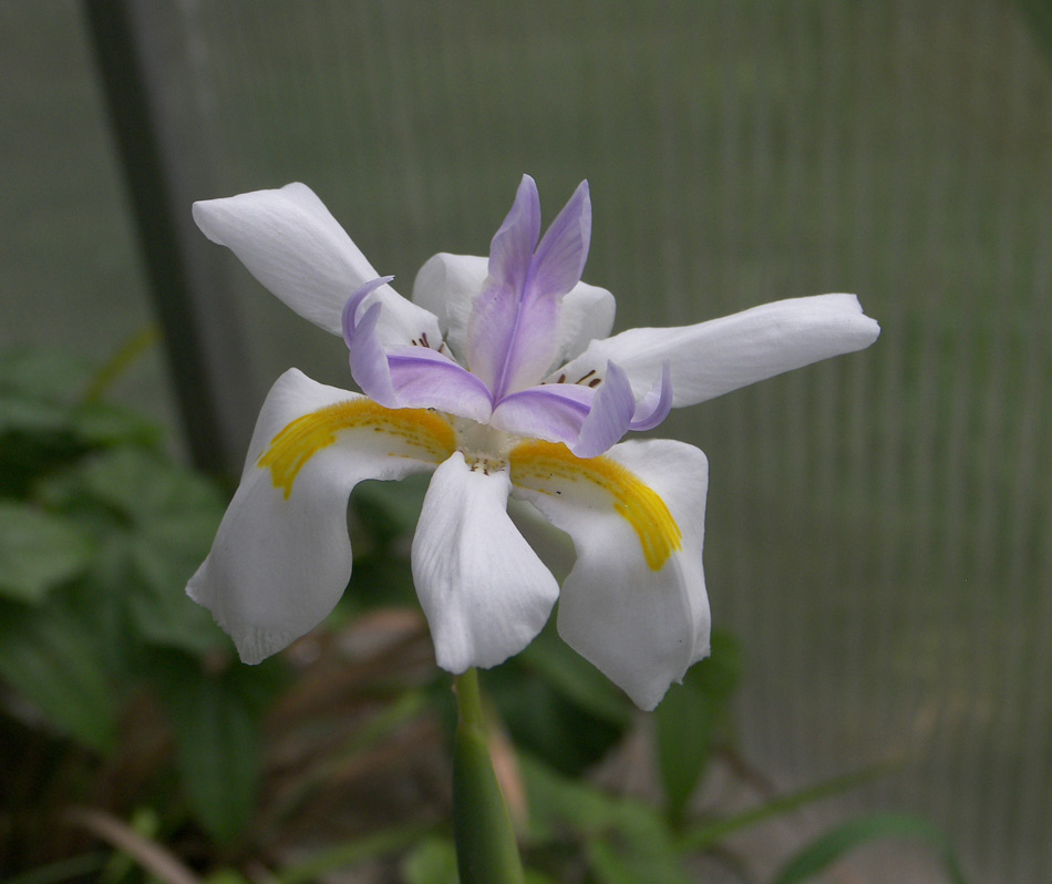 Изображение особи Dietes grandiflora.