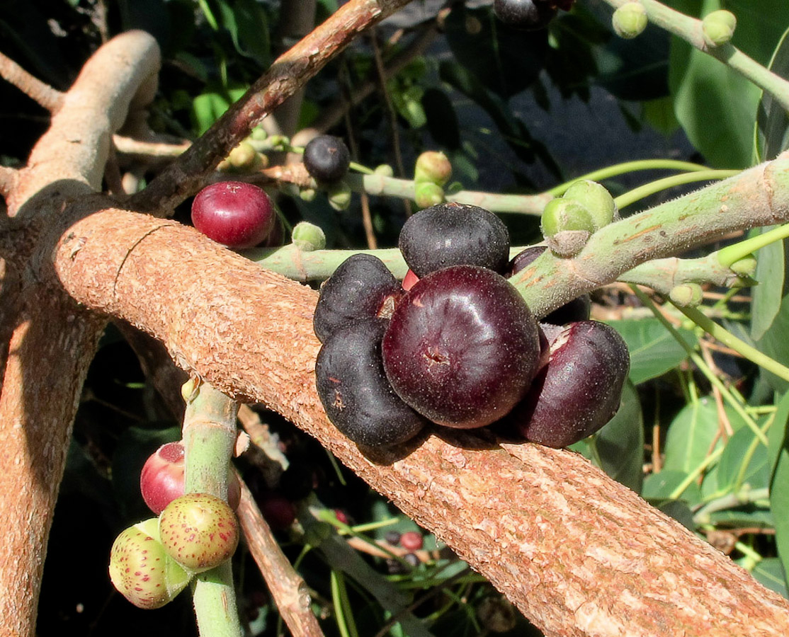 Image of Ficus religiosa specimen.