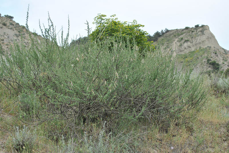 Image of Caragana grandiflora specimen.