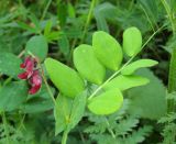 Lathyrus pisiformis. Побег с соцветием. Татарстан, г. Бавлы. 06.06.2012.