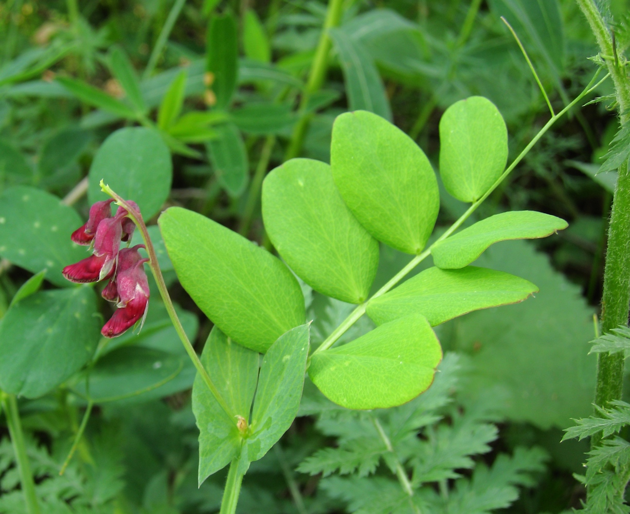 Изображение особи Lathyrus pisiformis.