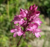 Anacamptis pyramidalis. Соцветие. Черноморское побережье Кавказа, щель Прасковеевкая, опушка смешанного леса над дорогой в ущелье. 09.06.2012.