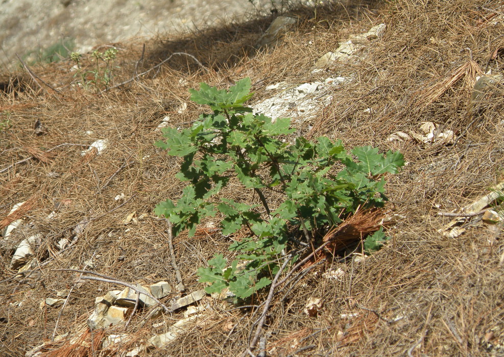 Image of Quercus pubescens specimen.