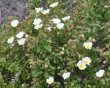 Cistus salviifolius