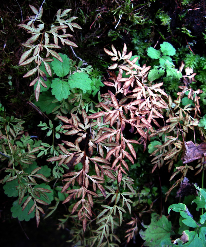 Image of Cryptogramma stelleri specimen.