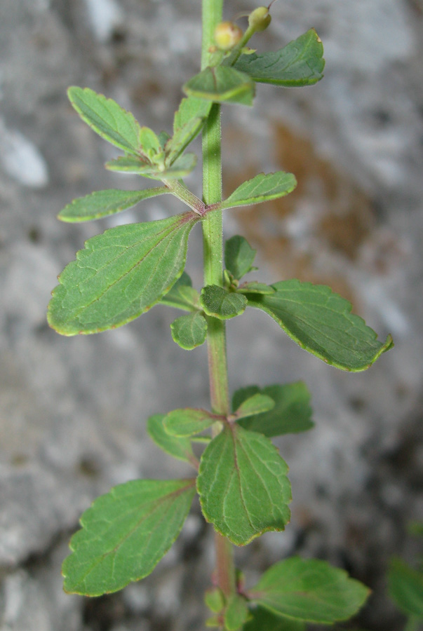 Изображение особи Scrophularia rupestris.