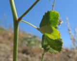 Melilotus tauricus. Часть побега. Южный берег Крыма, окр. пос. Малый Маяк. 18.06.2012.