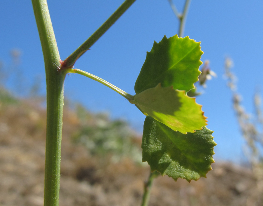 Изображение особи Melilotus tauricus.