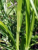 Carex vulpina