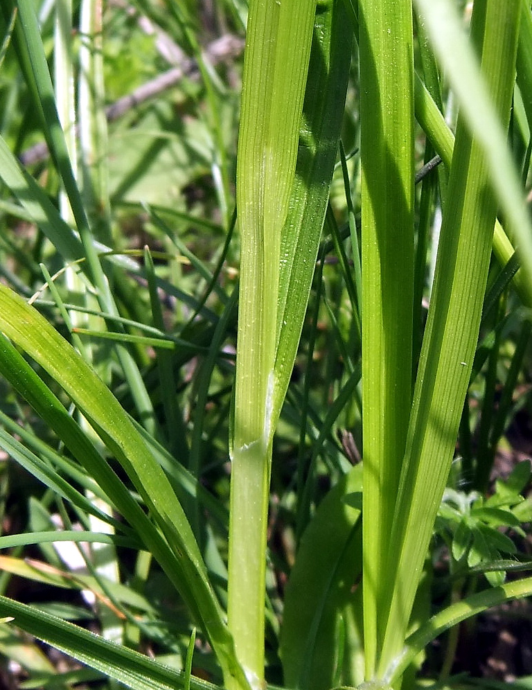 Изображение особи Carex vulpina.
