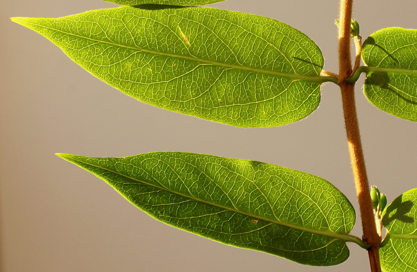 Image of Lonicera acuminata specimen.