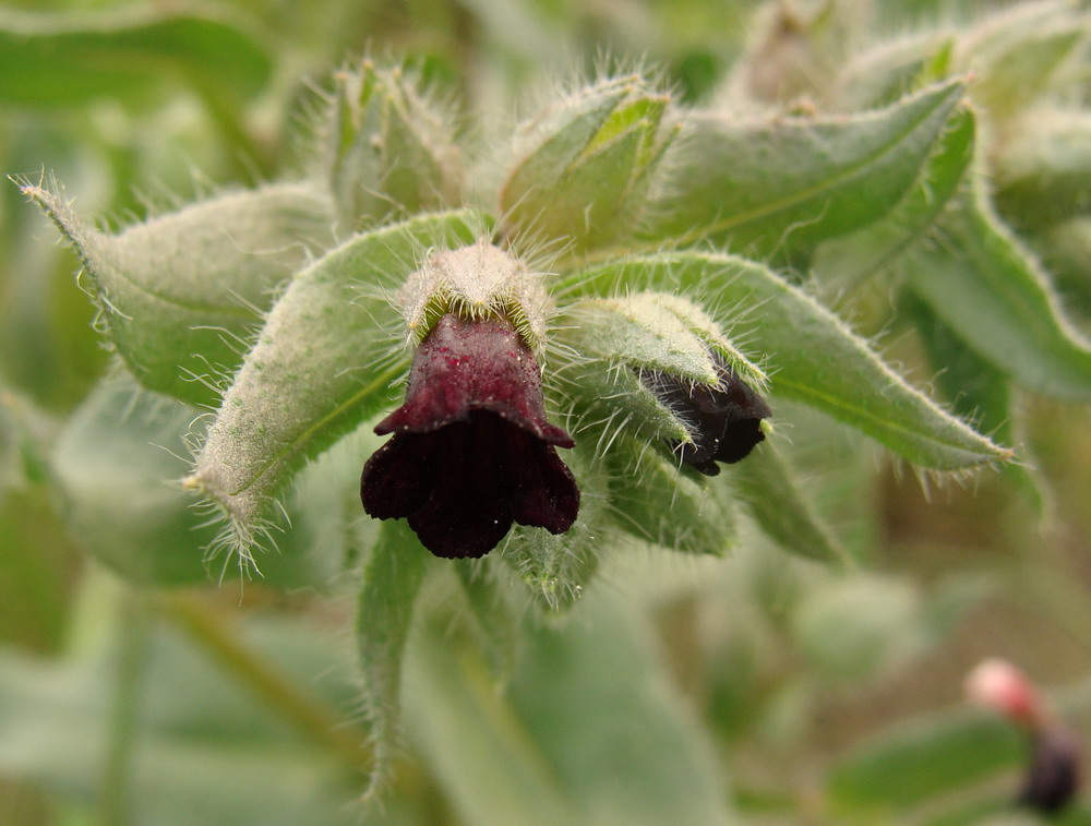 Image of Nonea rossica specimen.