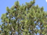 Pinus pallasiana. Ветви с шишками. Краснодар, сад КГАУ. 14 сентября 2007 г.