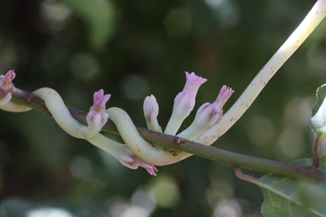 Image of Cuscuta lehmanniana specimen.