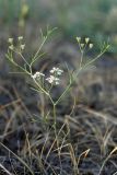 семейство Apiaceae