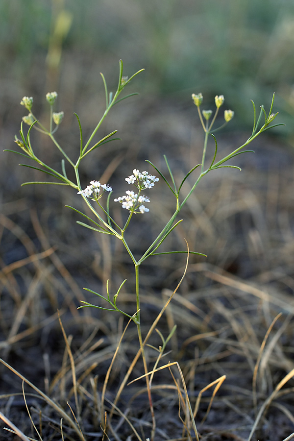 Изображение особи семейство Apiaceae.