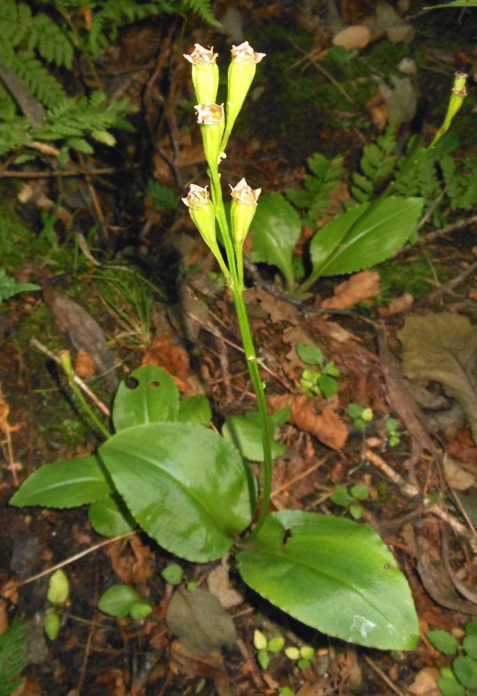 Image of Liparis kumokiri specimen.