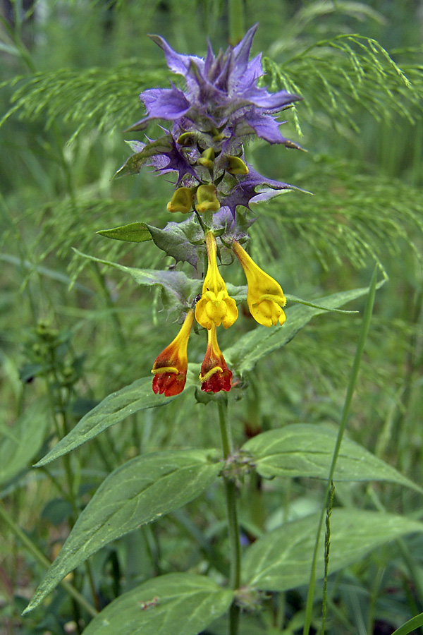 Image of Melampyrum nemorosum specimen.